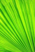 palm blad
