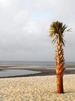 eenzame palmboom op het strand