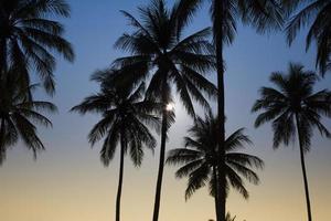 silhouet van kokospalm
