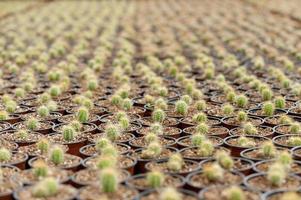 zee van cactus. top visie van groot groep van ingemaakt cactus foto