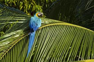wilde blauwe en gele ara in Panama, Midden-Amerika foto