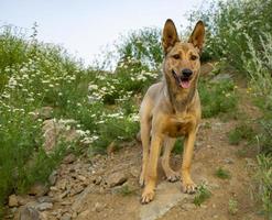 beige gember jong gemengd ras hond wandelingen in de heuvels met bloemen madeliefjes foto