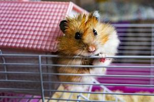 syrisch pluizig gember hamster looks van een decoratief roze huis in een kooi. portret van een syrisch hamster detailopname foto