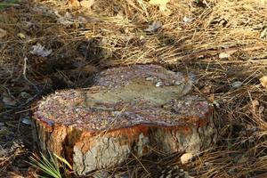 een oud stomp is een klein een deel van een gekapt boom kofferbak. foto