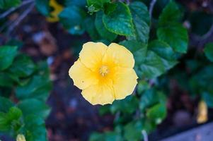 gele hibiscus foto