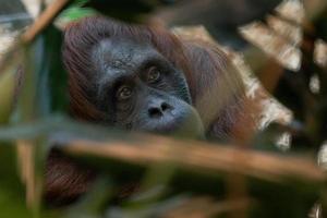 orangoetan Bij de dierentuin foto