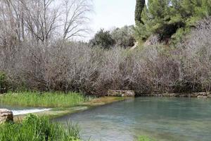 vegetatie Aan de banken van een rivier- in noordelijk Israël foto