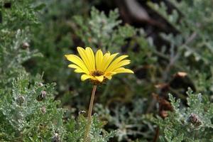 chrysanten bloeien in een stadspark in Noord-Israël. foto