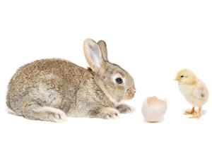 konijn kip ei wit achtergrond foto