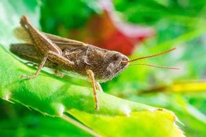 sprinkhaan op blad foto