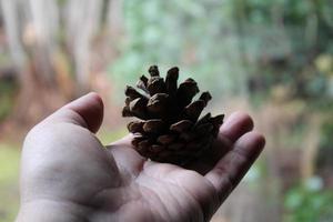 een man's hand- is Holding een pijnboom ijshoorntje in zijn hand- tegen een backdrop van groen pijnboom bomen. foto