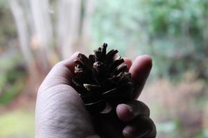 een man's hand- is Holding een pijnboom ijshoorntje in zijn hand- tegen een backdrop van groen pijnboom bomen. foto