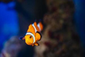 kleurrijk rif vis. Ocellaris clown vis, amphiprion ocellaris, ook bekend net zo de false percula clown vis of gemeenschappelijk clown vis foto