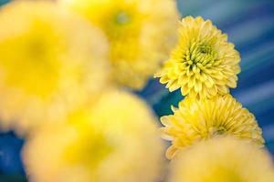 single dromerig surrealistische kleurrijk bloem. abstract zacht licht, helder kleuren, detailopname bloemen tuin. natuur concept, artistiek schoonheid bloemen foto