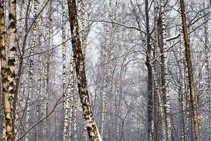 berk boomstammen in winter Woud foto