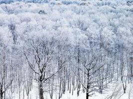eik bomen gedekt door sneeuw in winter ochtend- foto