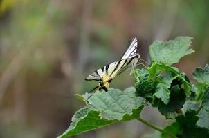 schaars zwaluwstaart iphiclides podalirius bijzonder Europese vlinder is zittend Aan de struiken van bloeiende frambozen foto