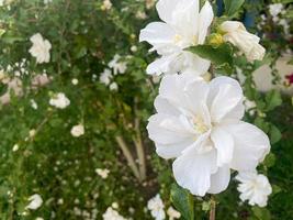 een mooi wit natuurlijk delicaat bloem met bloemblaadjes groeit Aan een struik met groen bladeren in een warm tropisch zuidelijk land, achtergrond, structuur foto