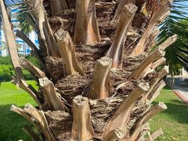 romp schors van een groot mooi natuurlijk palm boom in een warm tropisch zuidelijk land, toevlucht. achtergrond, structuur foto