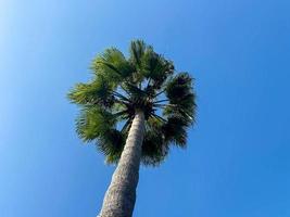 mooi top van een palm boom met groen bladeren tegen een blauw lucht in een warm tropisch land zuidelijk toevlucht, achtergrond, structuur foto