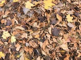 structuur van geel en rood, bruin kleurrijk natuurlijk gedaald herfst verschillend bladeren. de achtergrond foto