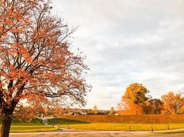een groot mooi natuurlijk boom met een dik romp vegen takken, rood en geel gedaald herfst bladeren. herfst landschap foto