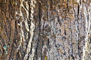 structuur van natuurlijk bruin getextureerde ruw hout schors van een boom met mos. de achtergrond foto