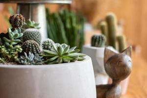 een veel van cactus in de pot foto
