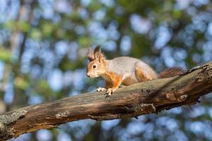 rood eekhoorn Aan een Afdeling in herfst foto