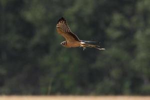 circus pygargus Aan de tarwe veld- foto