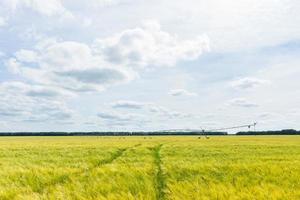 mooi tarwe veld- foto