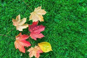 herfst blad esdoorn- Aan groen gras foto