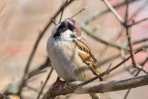 passer domesticus Aan een Afdeling foto