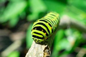 groen rups- Aan lila blad foto