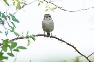 Lanius collurio Aan een Afdeling foto