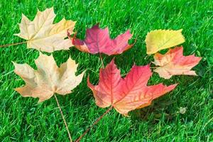 herfst blad esdoorn- Aan groen gras foto