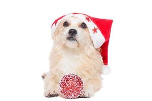 hond met een Kerstmis boom speelgoed- foto