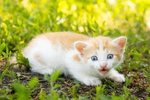 kitten op het gras foto