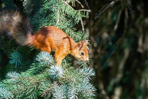 eekhoorn op de boom foto