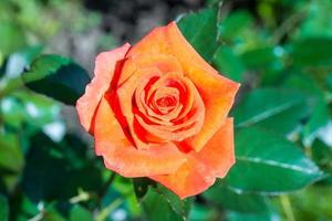 roze roos in de tuin foto