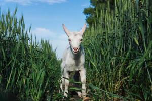 geit in een veld- van tarwe foto