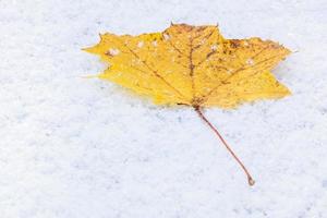 esdoorn- blad Aan sneeuw foto