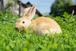 konijn op het gras foto