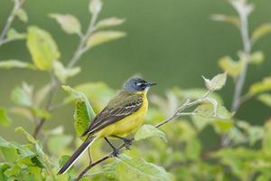 motacilla flava Aan de grond foto