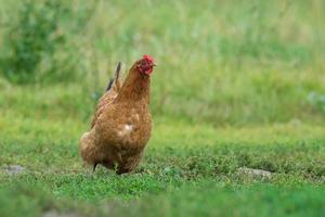 de kip loopt Aan de gras foto