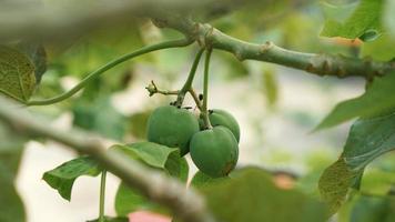 groen castor fruit foto