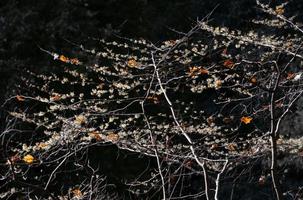 de geel bloemen van een heks hazelaar schijnen helder Aan de kaal struik in herfst. single rood gekleurde bladeren hangen tussen de takken. de achtergrond is grijs. foto