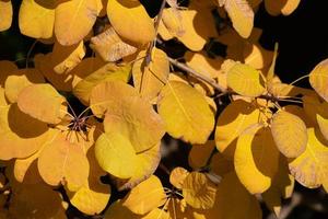 de bladeren van de pruik boom gloed geel in de herfst zon foto