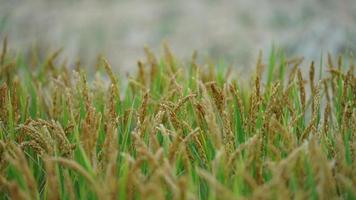 de rijst- veld- visie met de volwassen rijst- in herfst in de platteland van de China foto