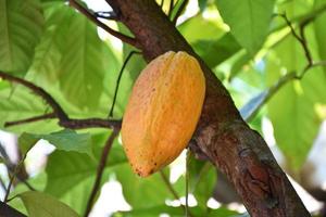 rijp cacao fruit Aan cacao boom welke is bijna naar worden oogsten, zacht en selectief focus. foto